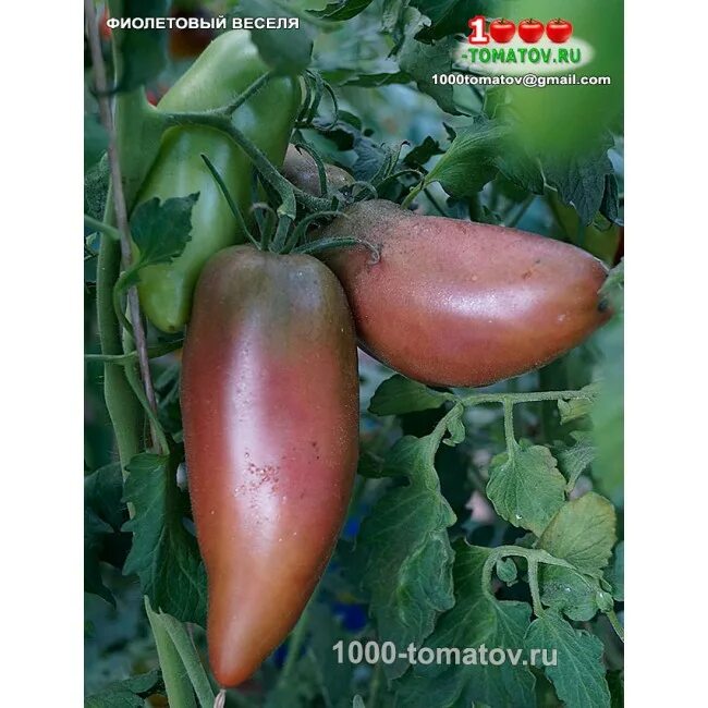 фиолетовая гордость весселя.