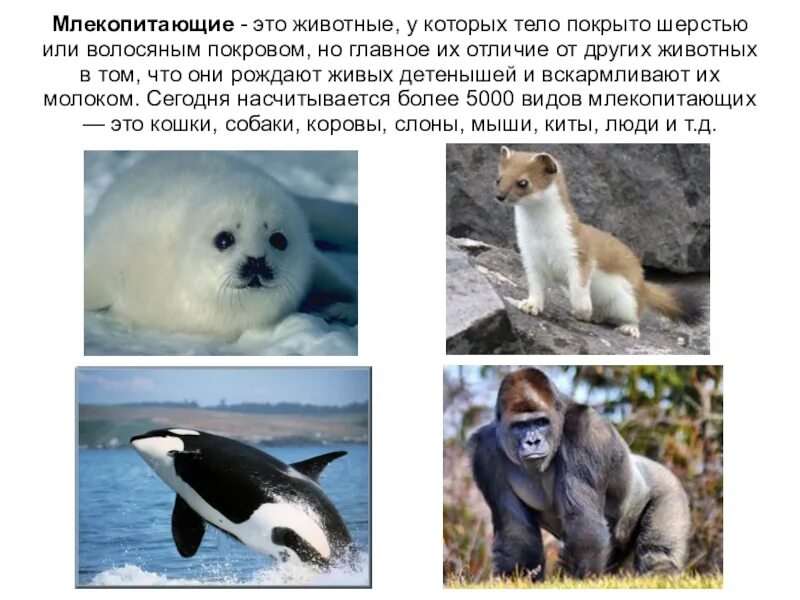 Кто из млекопитающих способен к активному полету. Кто из млекопитающих способен к активному полету