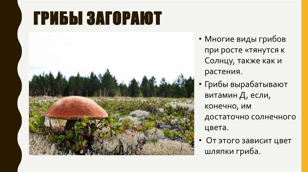 Интересные факты о грибах. Интересные факты о грибах 5 класс. Интересные факты о грибах 5 класс. Интересные факты о грибах 5 класс кратко. Интересные факты о грибах 5 класс кратко.