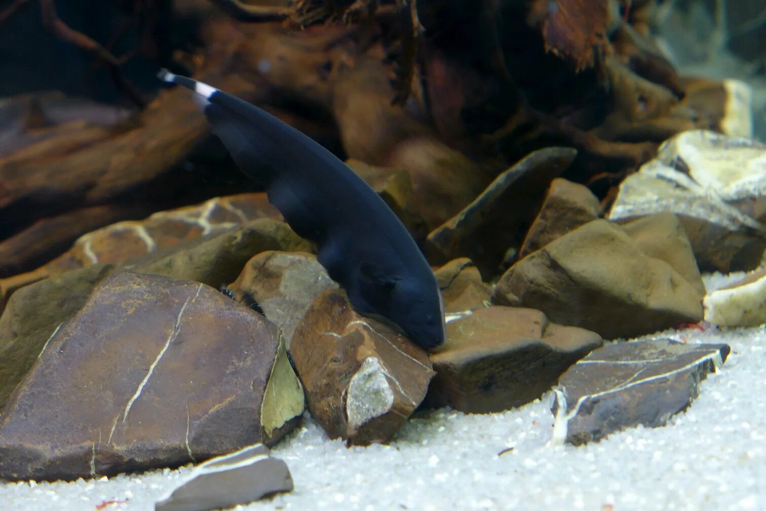 Сиамская касатка. Аптеронотус черный нож. Рыба Аптеронотус белокаймовый черный нож. Черный нож - Аптеронотус белолобый. Аптеронотус рыба аквариумная.