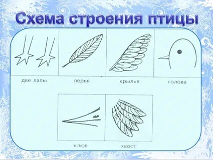 Схема птицы 2 класс