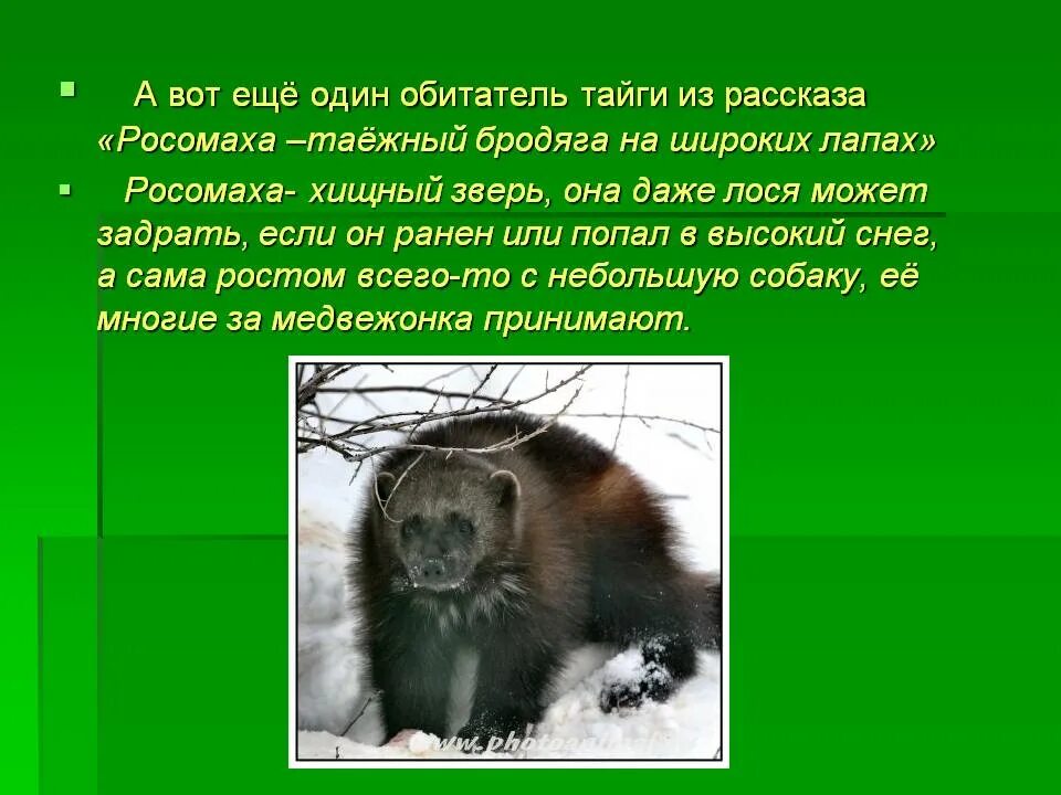 В зоопарк привезли росомаху у которой скоро. Росомаха интересные факты. Интересные факты о животных тайги. Сообщение о любом животном тайги. Сообщение о животном Росомаха.