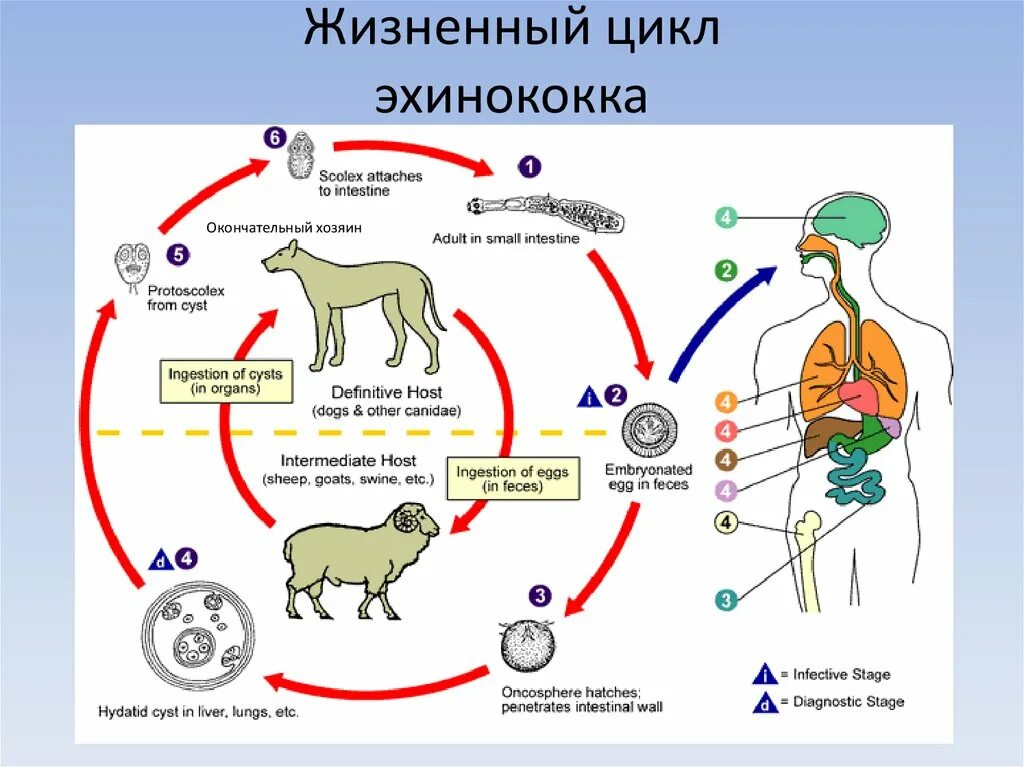 Можно ли считать человека промежуточным хозяином широкого. Эхинококк жизненный цикл промежуточный хозяин. Жизненный цикл эхинококка схема. Эхинококк жизненный цикл. Эхинококкоз цикл развития схема.