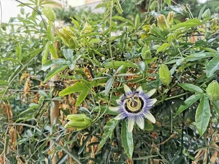 Вилла маракуйя