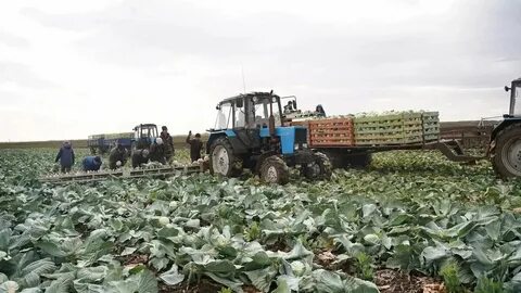 Заготовлено 800 тонн овощей в октябре