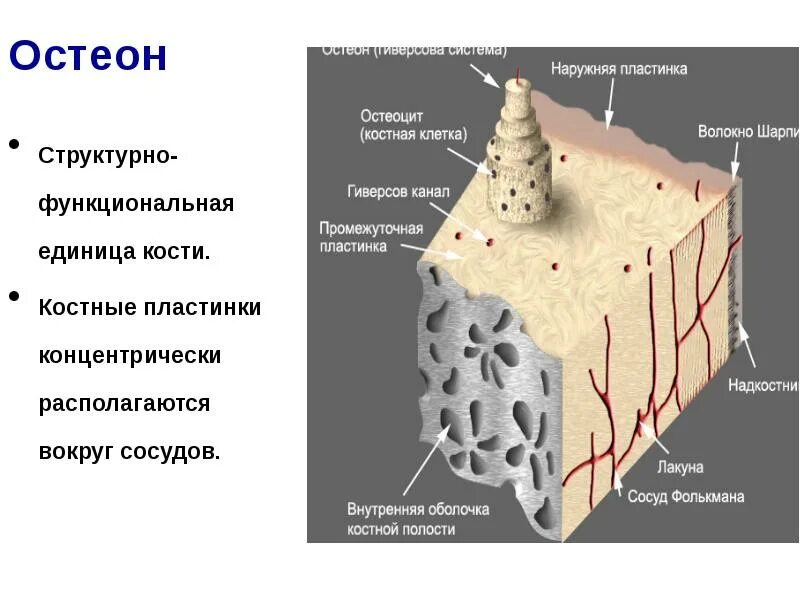 Структурная единица кости. Остеон структурная единица костной ткани. Костная ткань Остеон. Остеон соединительная ткань. Структурно-функциональная единица кости Остеон.