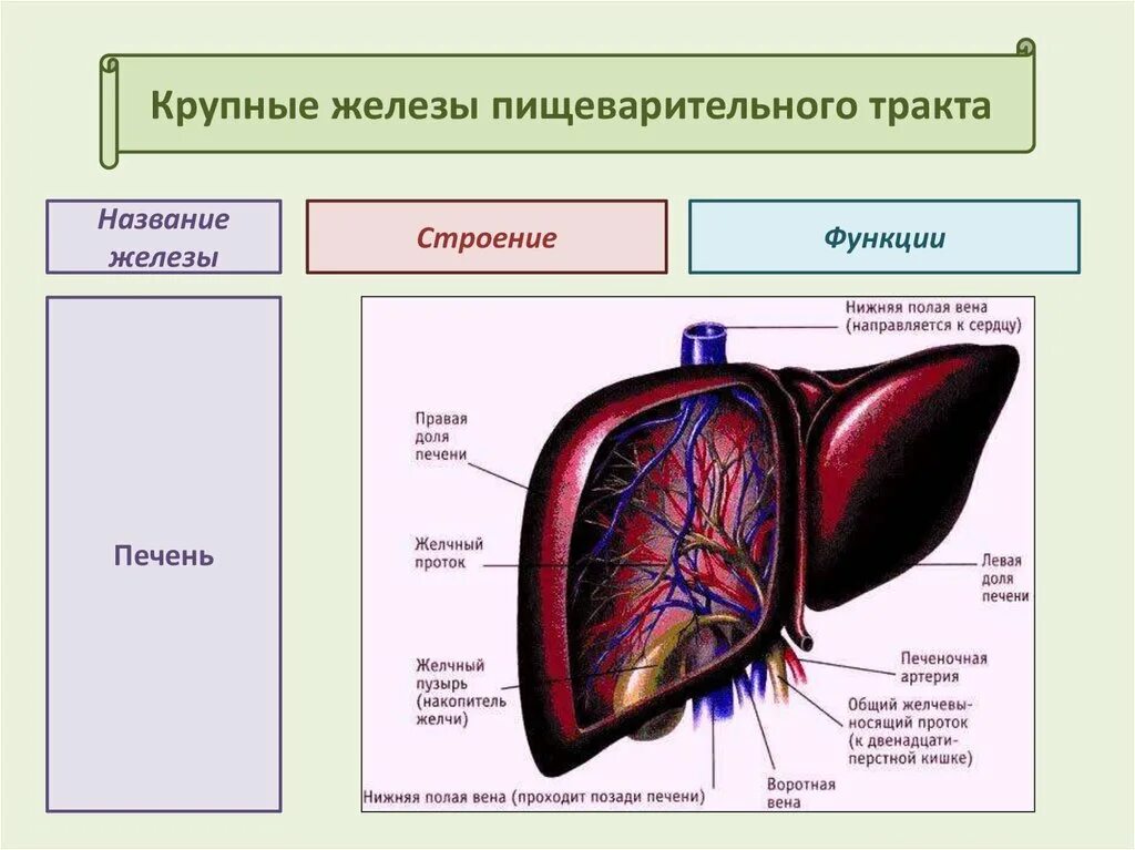 Строение печени доли. Крупные железы пищеварительной системы таблица. Железы пищеварительной системы функции. Строение пищеварительных желез. Строение и функции пищеварительных желез