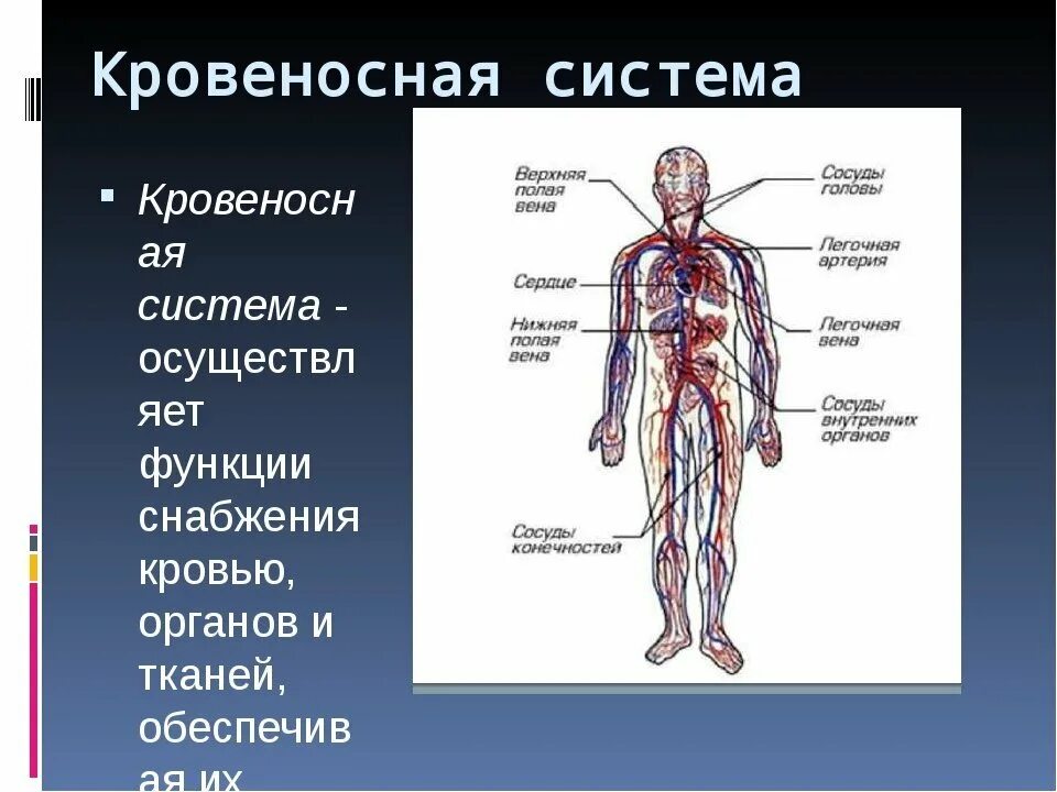 Кровеносная система человека. Органы кровеносной системы человека. Кровеносносная система. Кровеносная система человека анатомия.