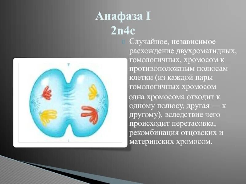 Двухроматидные хромосомы. Анафаза 2 расхождение гомологичных хромосом. Расхождение двухроматидных хромосом. Гомологичная двухроматидная хромосомам. Двухроматидные хромосомы во время мейоза