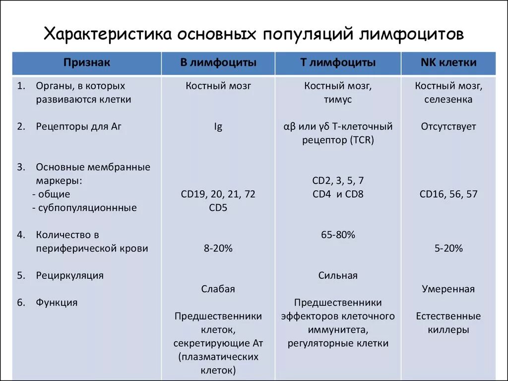 Характеристика в лимфоцитов