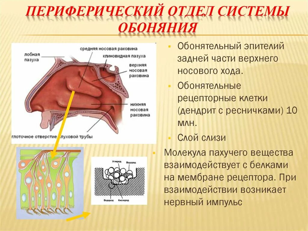 Рецепторный отдел обонятельного анализатора. Периферический (рецепторный) отдел обонятельной сенсорной системы.. Периферический отдел обонятельного анализатора. Строение периферического отдела обонятельного анализатора.