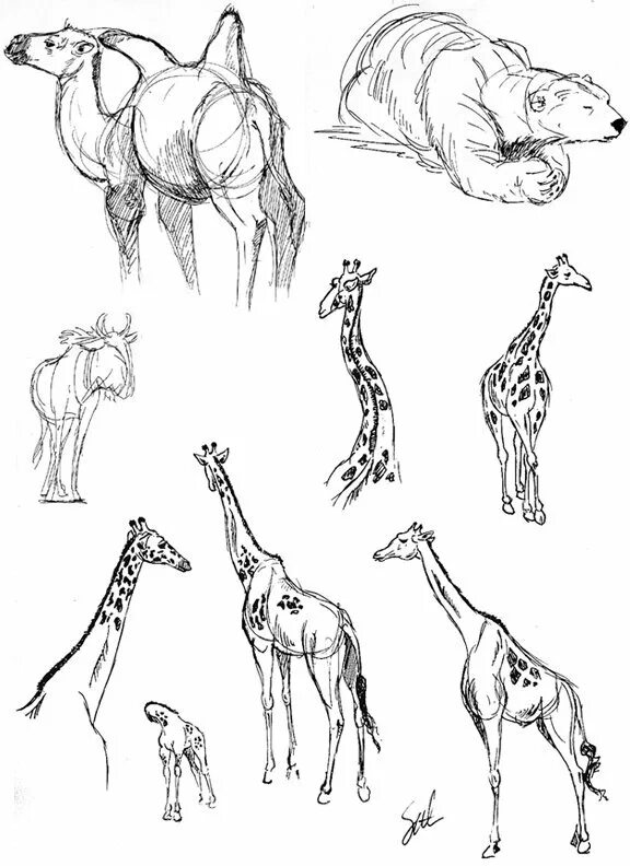 Рисуем животных зоопарка. Наброски животных. Скетчи животных. Зарисовки животных в зоопарке. Зарисовки животных карандашом.