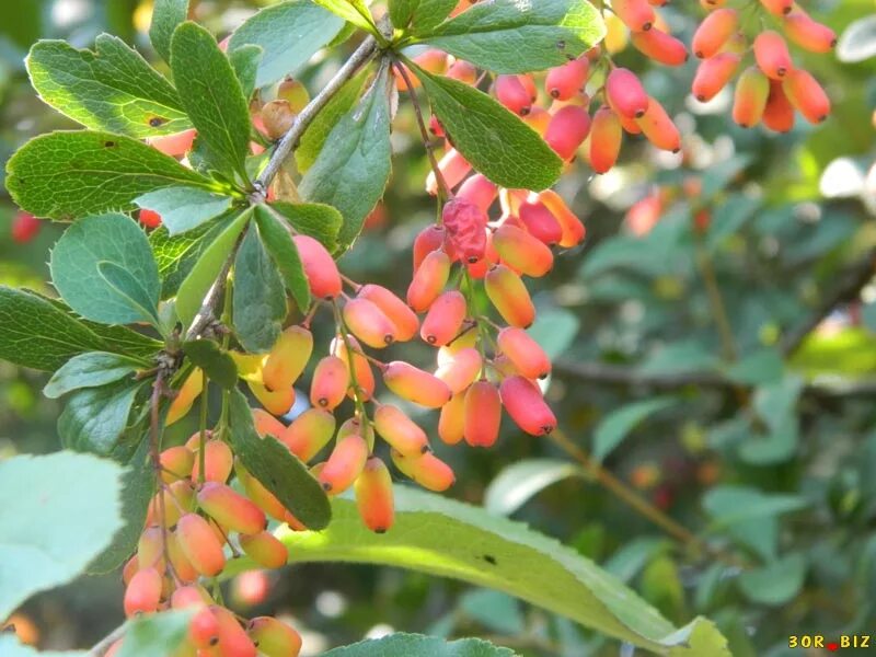 барбарис незрелый. барбарис канадский. барбарис обыкновенный berberis vulgaris. ягоды похожие на барбарис. Lutea барбарис.