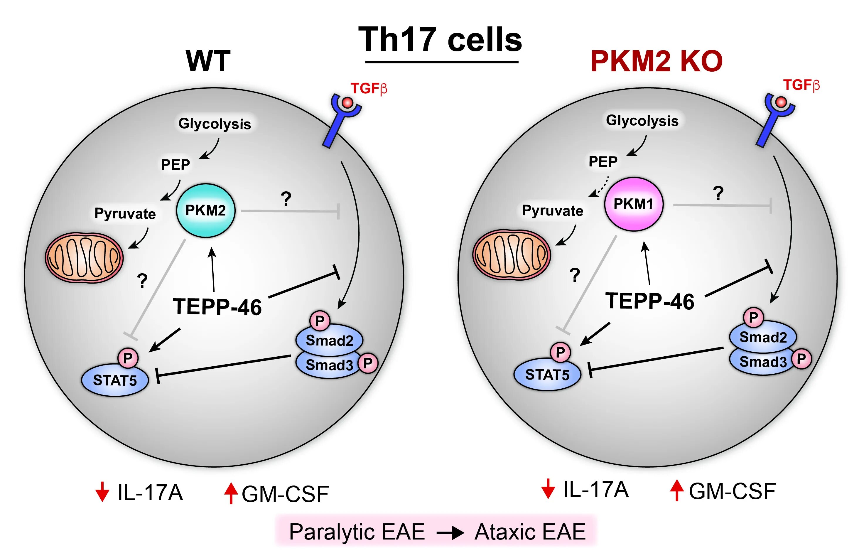 Cell effect. Th17 клетки. Th17 - продуцируют. Th 17 цитокины. Дифференцировки тh1 и th17,.