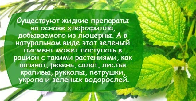 хлорофилл это в биологии. хлорофилл жидкий нсп детям. строение хлорофилла. хлорофилл для чего. хлорофилл в растениях.