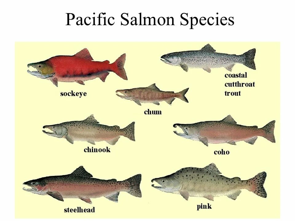 фото лососевых рыб с названиями. семейство лососевые (salmonidae). лососеобразные горбуша. отряд лососеобразные семга. рыбы семейства лососевых названия.