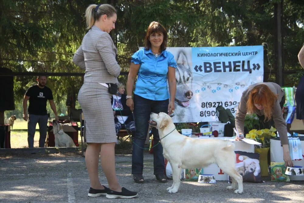 Выставка собак ульяновск. Филлари питомник лабрадоров. Оганова эксперт РКФ питомник.