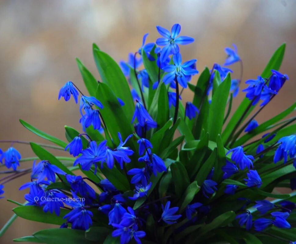 Пролиски цветок. Пролиски картинка. Синие подснежники фото. Пролиски цветок на русском.