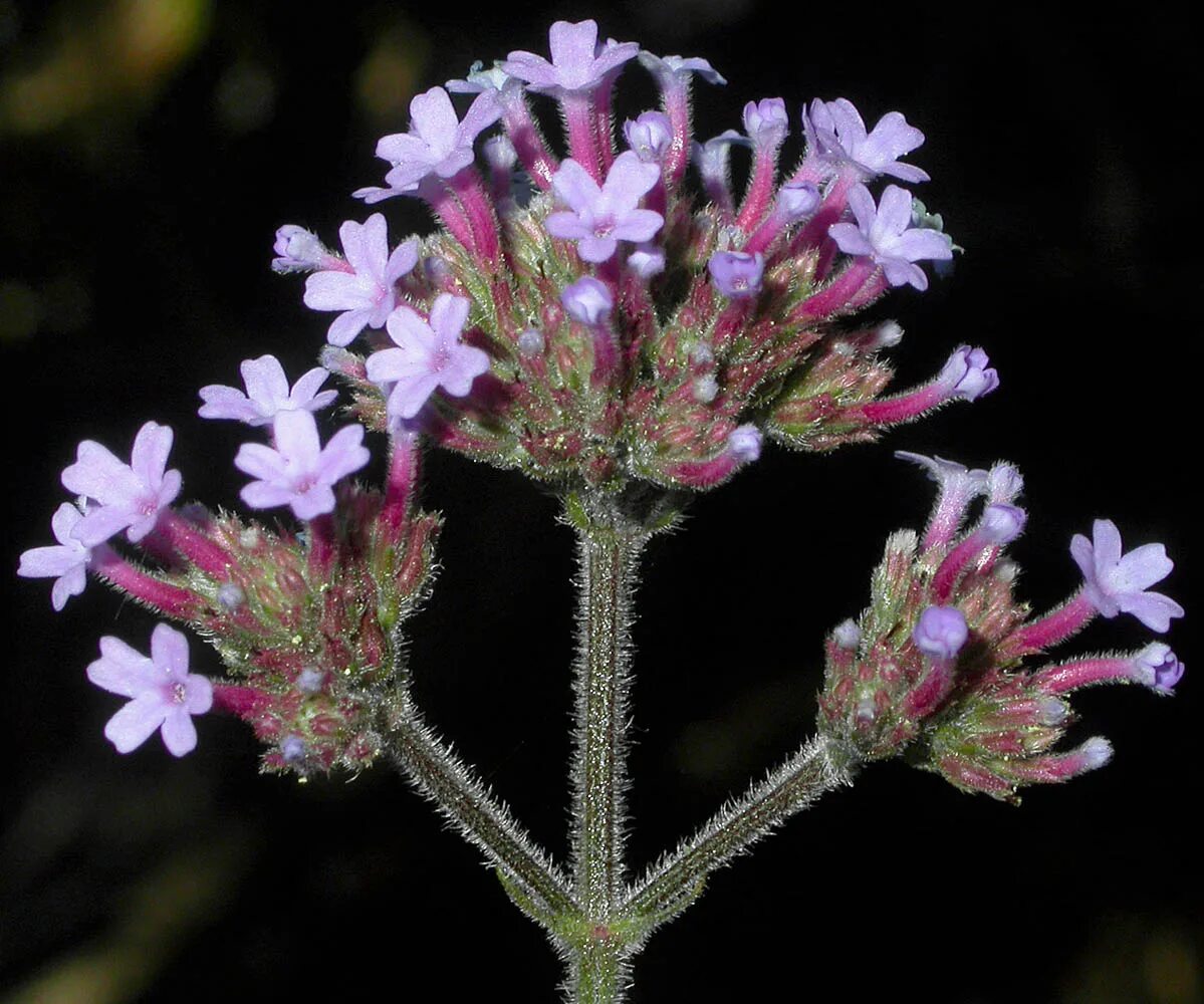 вербена розовая пахучая. вербена - эфирное масло. вербена tapien violet. эфирные масла ботаника. какой запах у вербены.