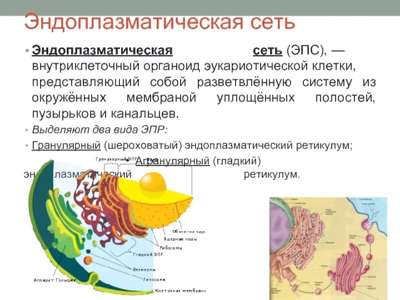 Гольджи ферменты. Строение и функции эндоплазматической сети и аппарата Гольджи. Эндоплазматическая сеть рибосомы комплекс Гольджи лизосомы таблица. Строение органоида комплекс Гольджи. Эндоплазматическая сеть строение и функции рисунок.