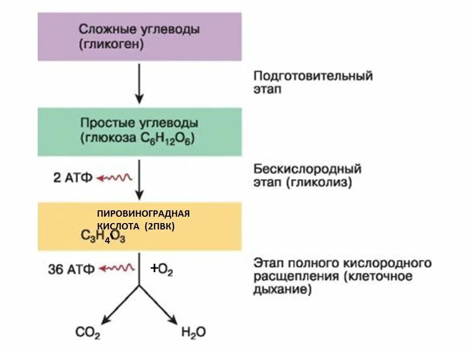 Образуется 2 атф какой этап. Энергетический обмен синтез атф этапы. синтез 2 молекул атф этап энергетического обмена. этапы энергетического обмена атф. бескислородный этап молекула атф.