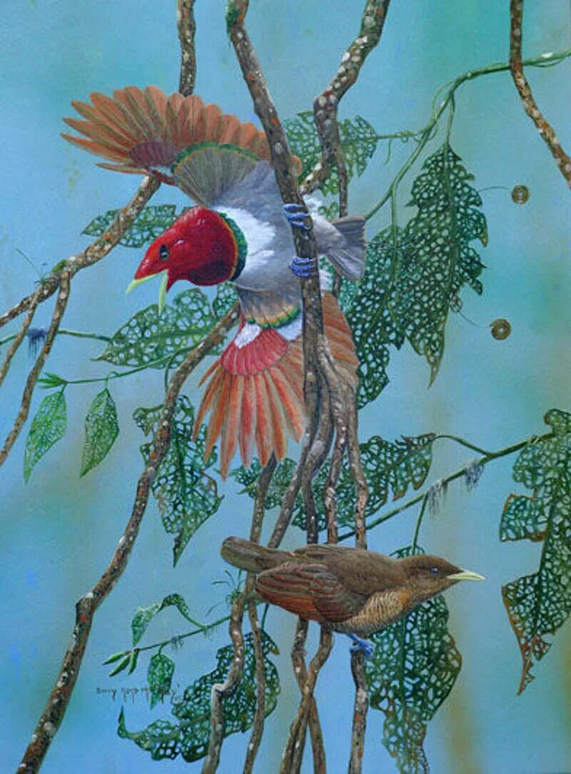 Bird back