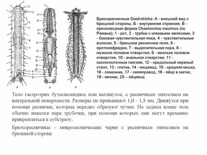 Перемещается с помощью ресничек