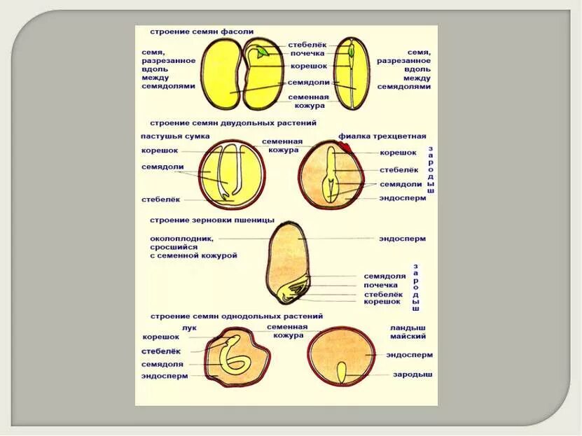 Какое строение имеют семена двудольных растений. Строение семени цветковых растений. Семя ясеня строение. Строение семян однодольных и двудольных растений. Строение семени.