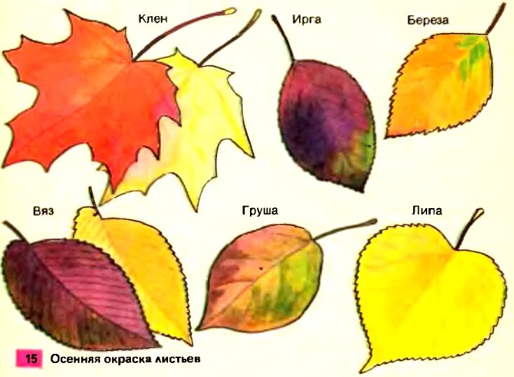 Какова окраска листьев у разных растений осенью. Окраска листьев. осенняя окраска листьев. осенняя окраска листьев биология. осенние листья разной окраски.