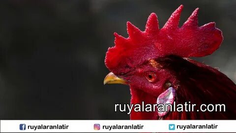 Красный петух слушать