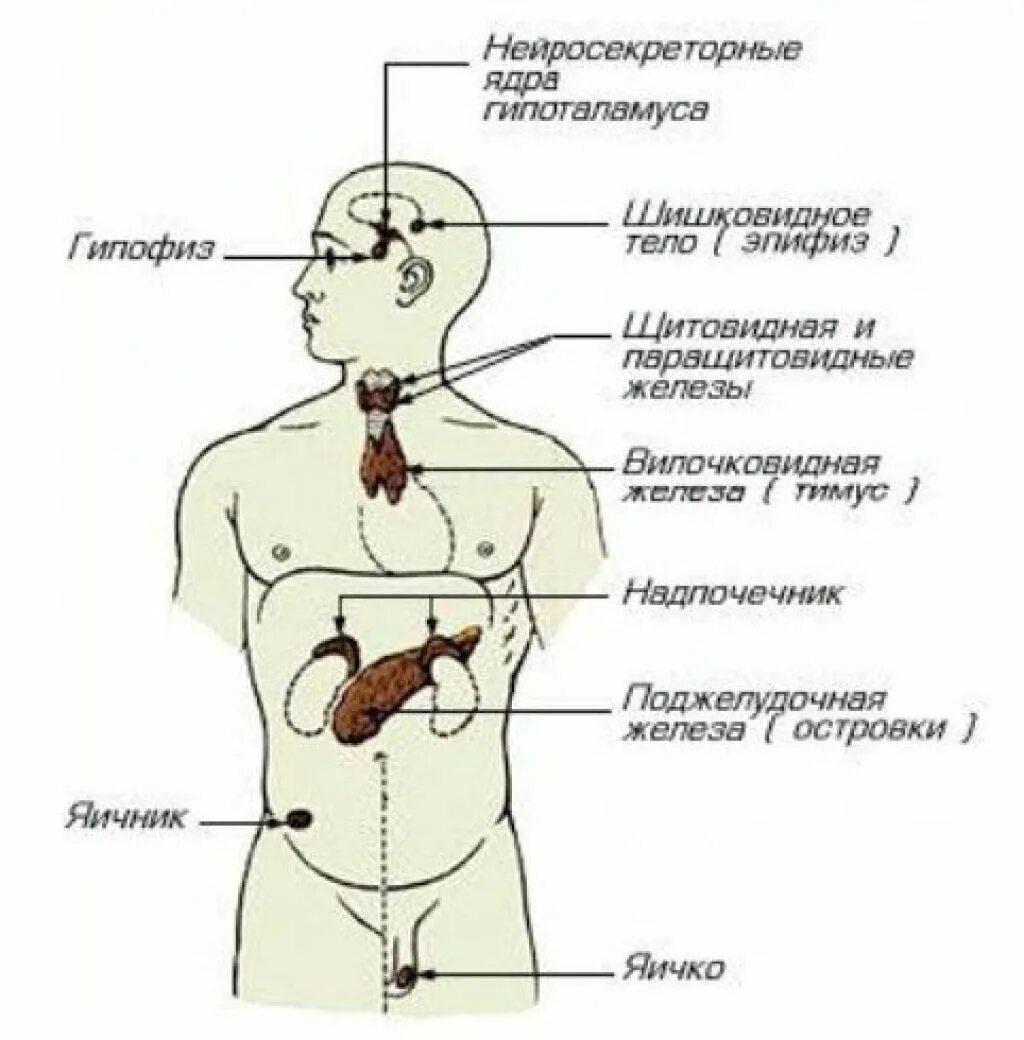 Схема желез внутренней секреции человека. Схема расположения желез внутренней секреции организма. Эндокринная система железы внутренней секреции схема. Схема расположения желез внутренней секреции анатомия.