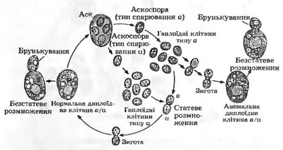 Размножение дрожжей спорами. Жизненный цикл дрожжей Saccharomyces cerevisiae. Жизненный цикл дрожжей схема. Жизненный цикл Saccharomyces cerevisiae. Размножение дрожжей схема.