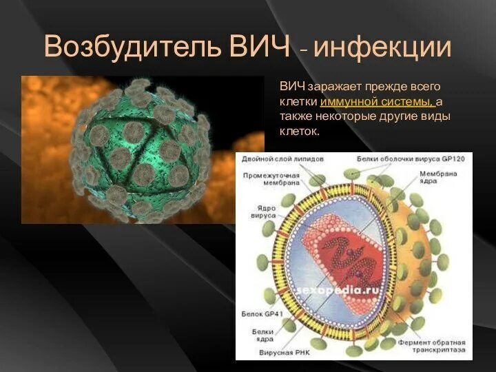 Спид вызван вирусом. Иммунный дефицит СПИД возбудитель. Вирус ВИЧ возбудитель. СПИД возбудитель ретровирус. Возбудитель ВИЧ И СПИД.