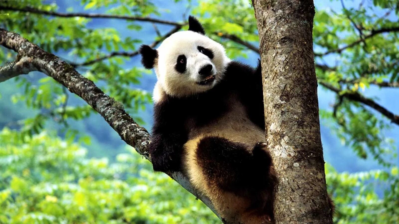 Pandas endangered