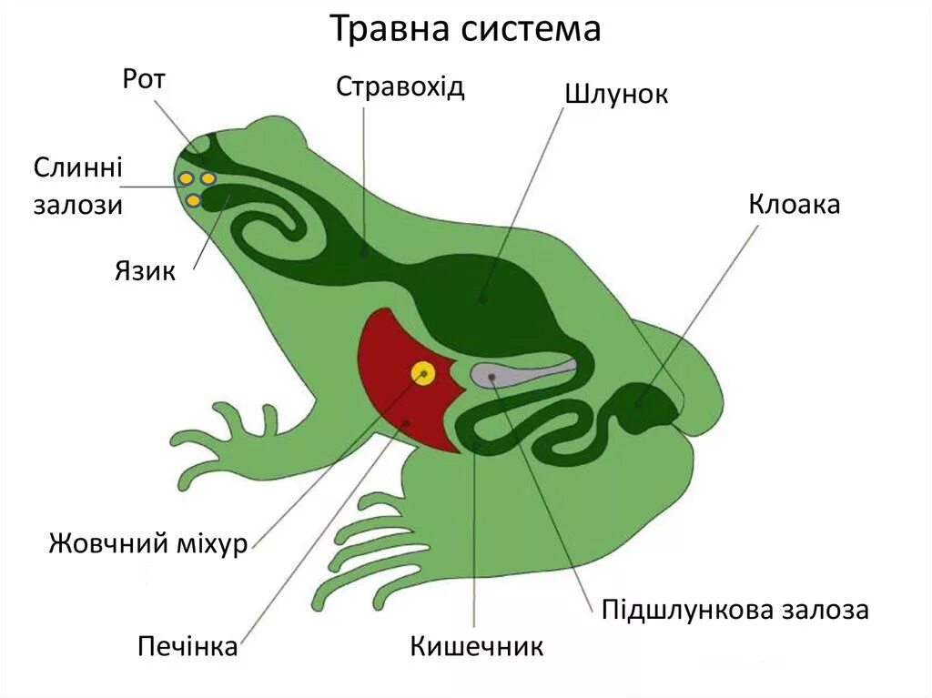 Схема пищеварительной системы лягушки. Пищеварительная система земноводных схема. Пищеварительная система земноводных 7 класс биология. Строение пищеварительной системы земноводных.