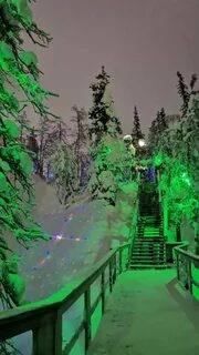 Кировск лес
