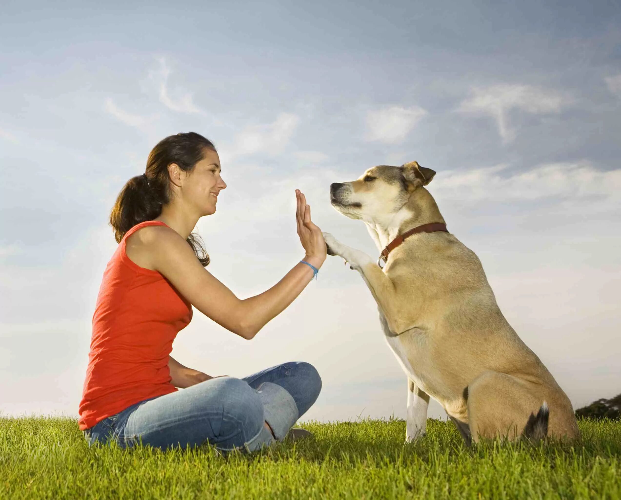 Dog has woman. Хозяин собаки. Собачка с хозяином. Человек с собакой. Домашние животные с хозяевами.