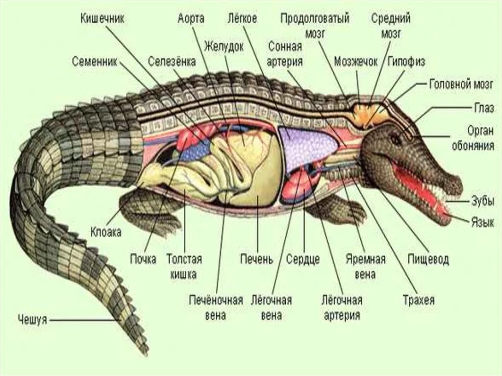 Кожная железа у пресмыкающихся. Дыхательная система крокодила схема. Скелет крокодила строение. Внутреннее строение аллигатора. Внутренне строение аллигатора.