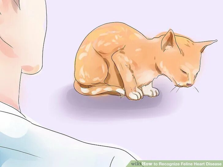 Кот болеет живот. Позы кота при болезни. позы больных кошек.