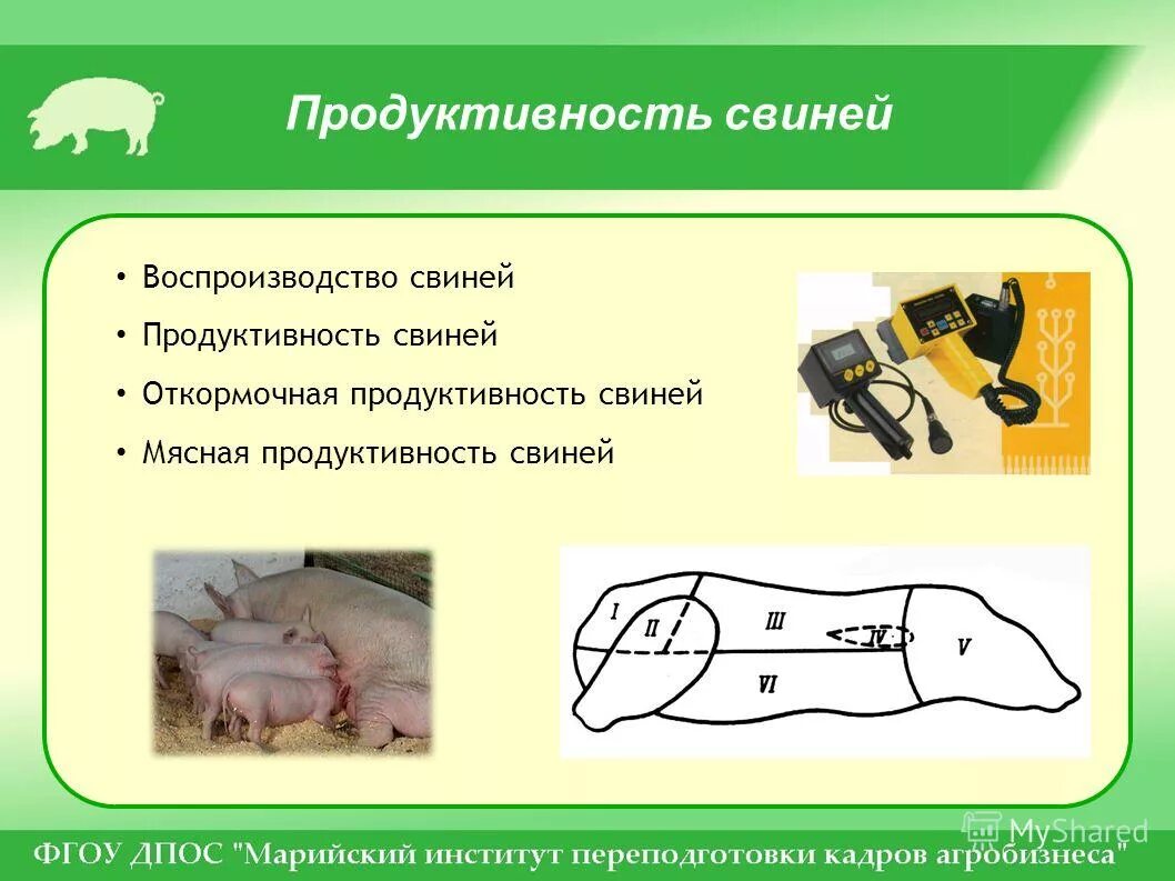 продуктивность свиноматок. продуктивность свиноматок. продуктивность свиноматок. таблица показателей у свиней. продуктивность свиней.