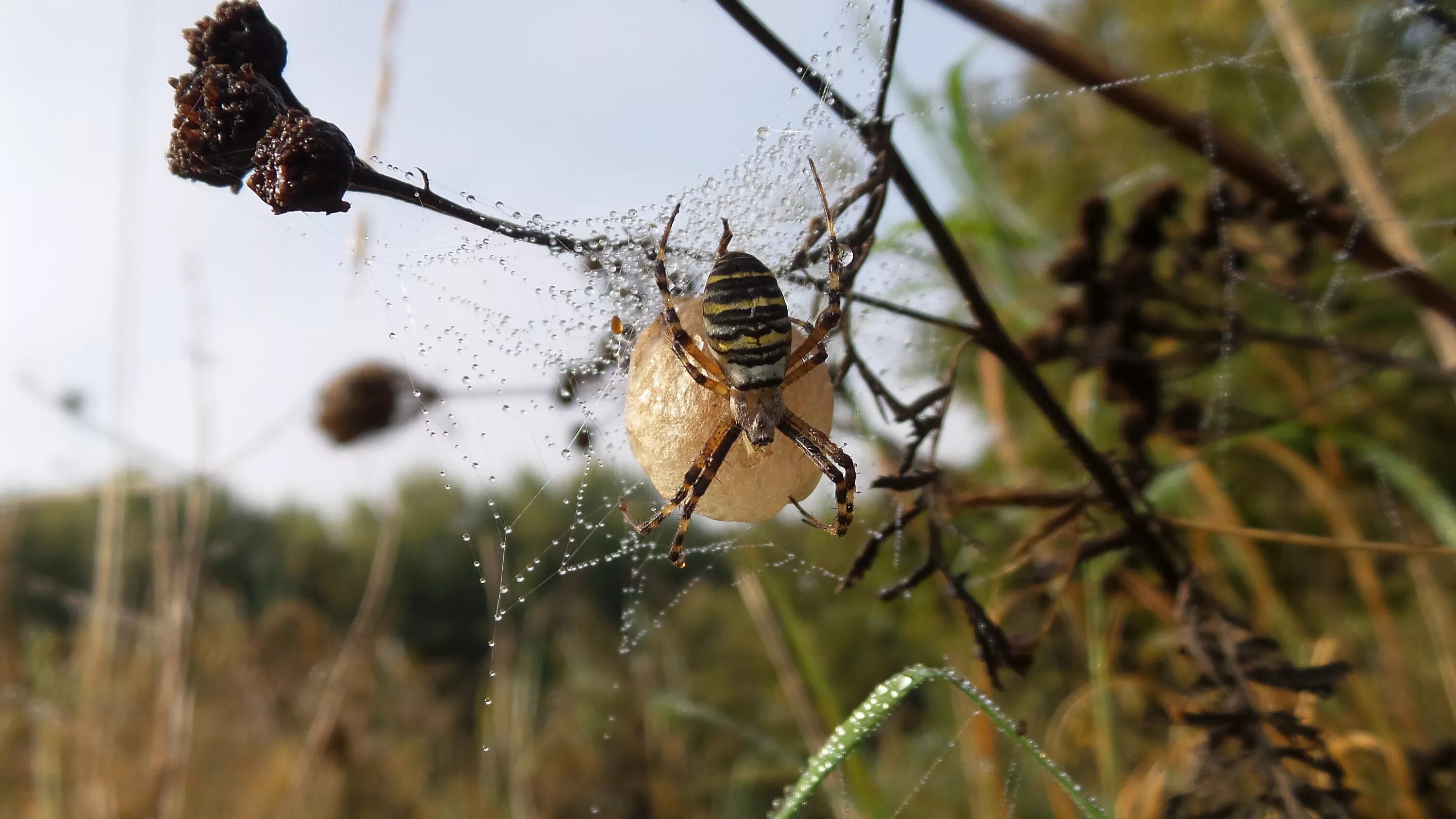 Адаптация насекомых к сезонным изменениям. Насекомые в природе. Паучье гнездо. Насекомые осенью. Гнезда насекомых.