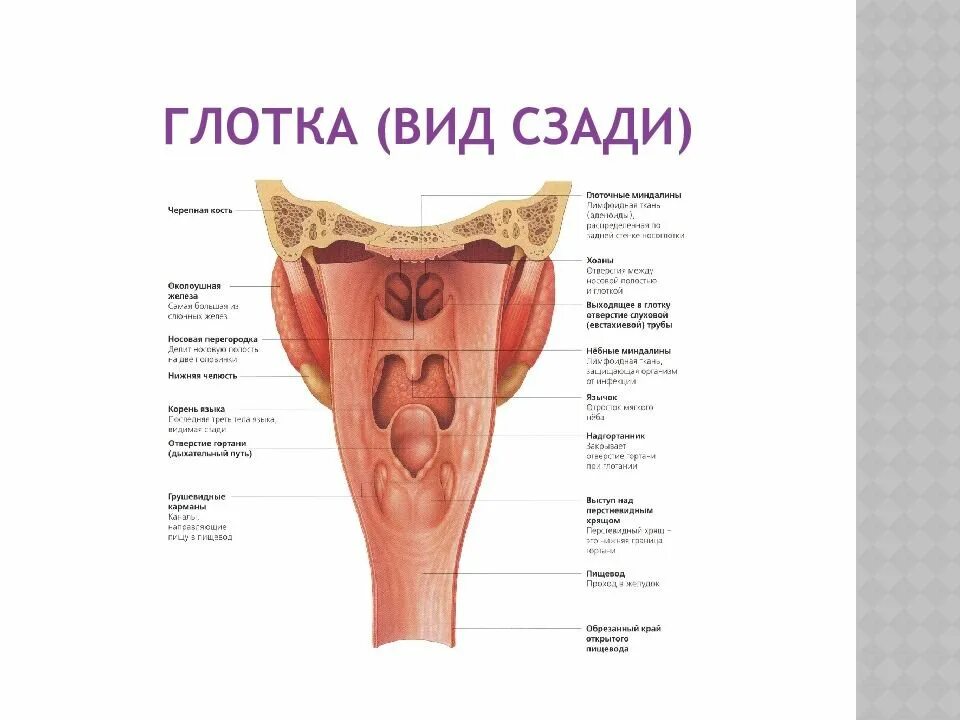 Что значит глоток. Строение стенки глотки анатомия оболочки. Глотка строение анатомия латинский.