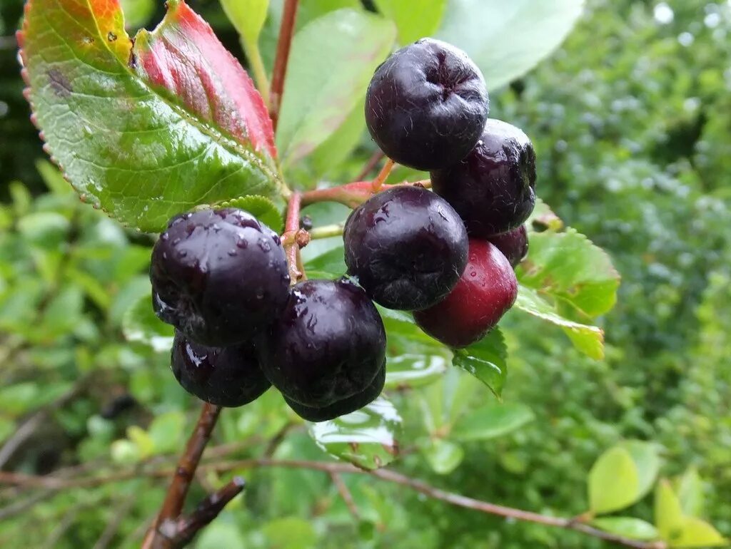 Арония черноплодная. Рябина черноплодная (aronia melanocarpa). Черноплодка арония. Черноплодная рябина арония. Арония черноплодная (arónia melanocárpa).