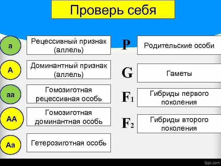 Рецессивный аллель. Доминантные и рецессивные аллели. Рецессивная особь. Доминантный аллель это. Гомозиготная особь с рецессивным признаком