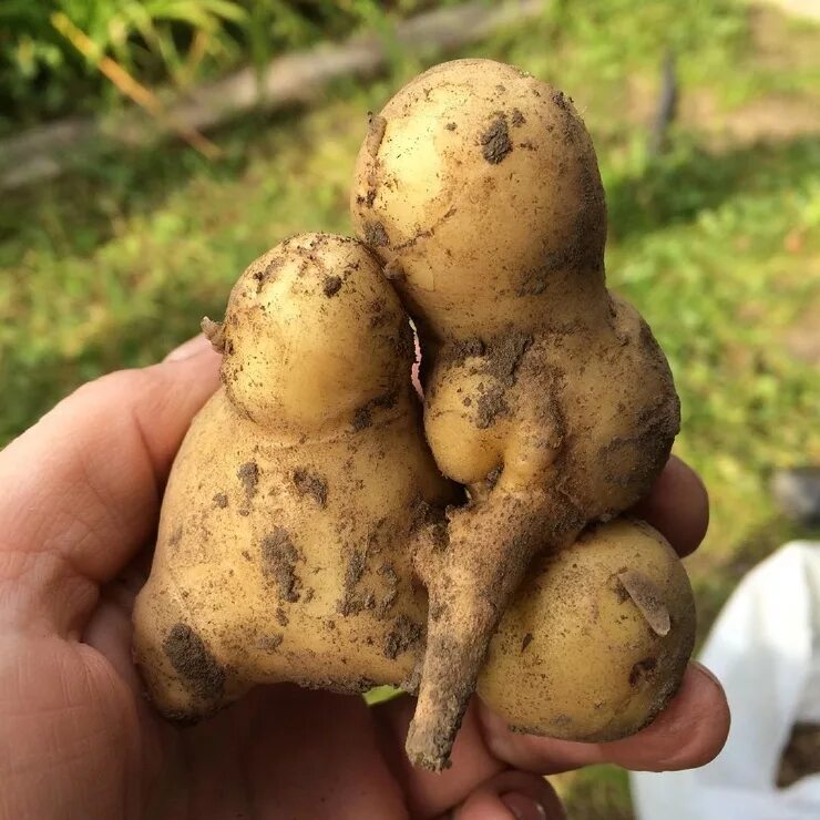 Смешные формы овощей и фруктов. Овощи причудливой формы. Необыкновенная картошка. Формы необычные картогки. Необыкновенная картошка.