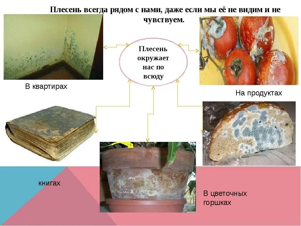 Плесень на книгах. Плесень исследовательская работа. Плесень на бумаге и книгах. Плесень презентация. Откуда плесень