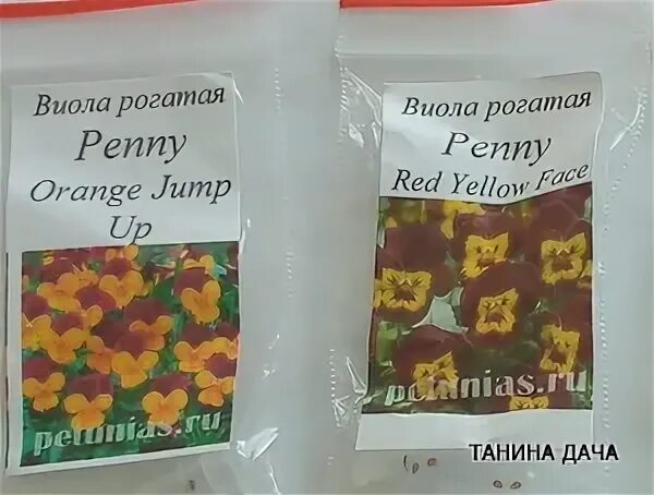 Почему не всходят семена виолы