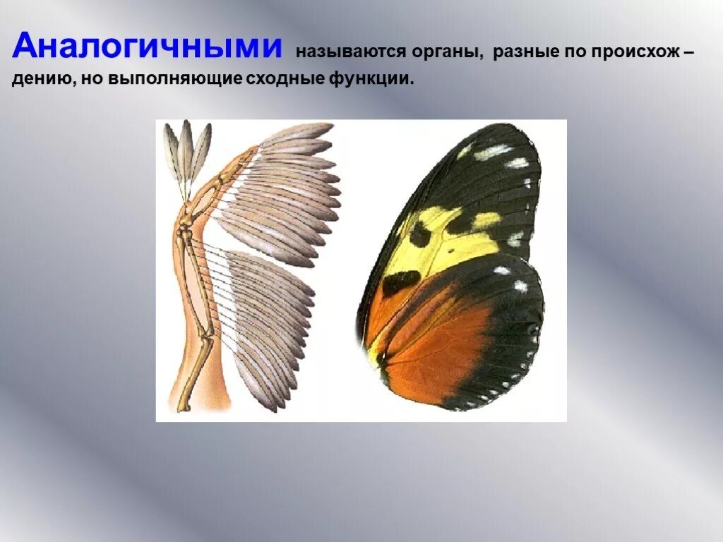 Пример аналогичного явления у животных. Аналогичные органы. Аналогичные органы Эволюция. Аналогичные органы это биология. Аналогичные органы животных.