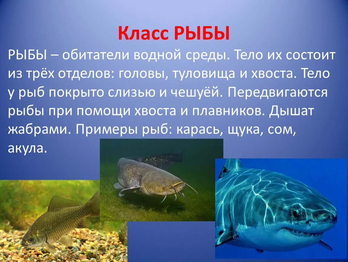 Рыбы обитатели среды
