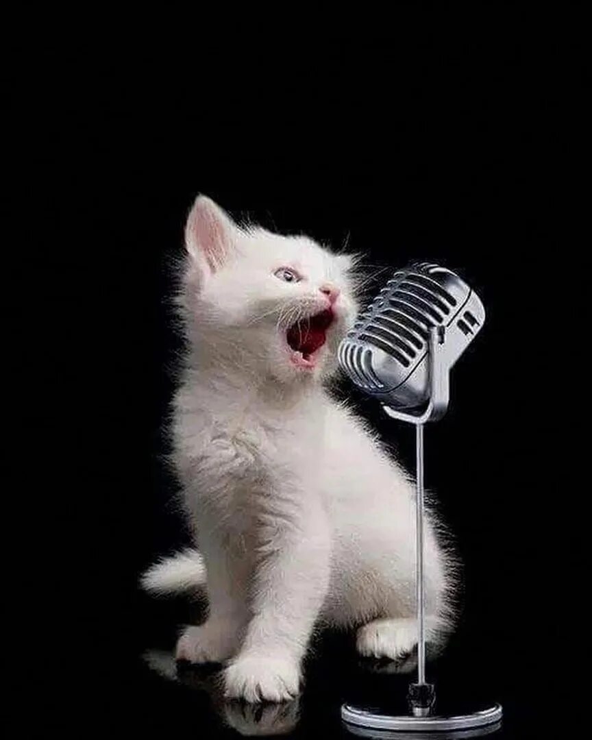 Кошка поет. Поющие коты. Котята поют. Кошка с микрофоном.